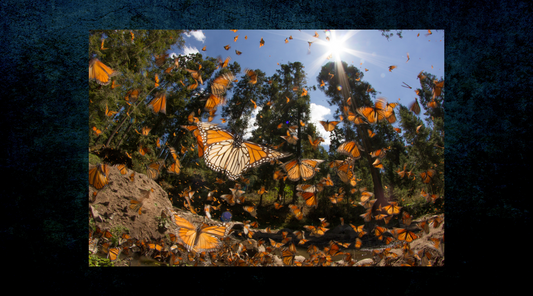 Understanding the Annual Monarch Butterfly Journey