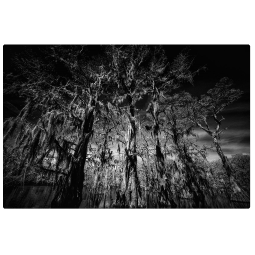 Caddo Lake Sky